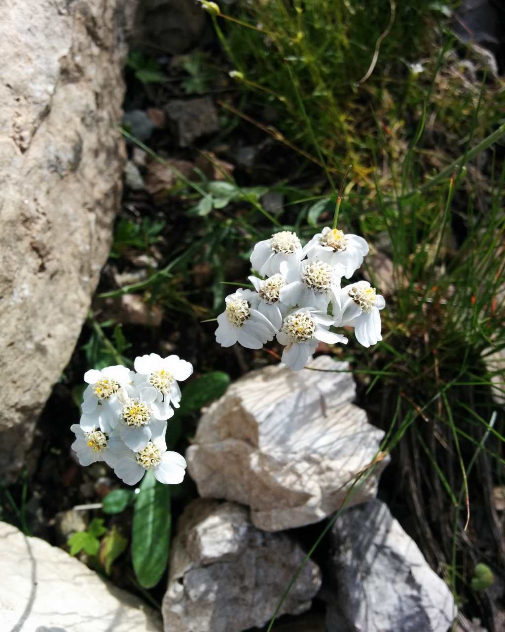 Achillea clavenae / Millefoglio di Clavena